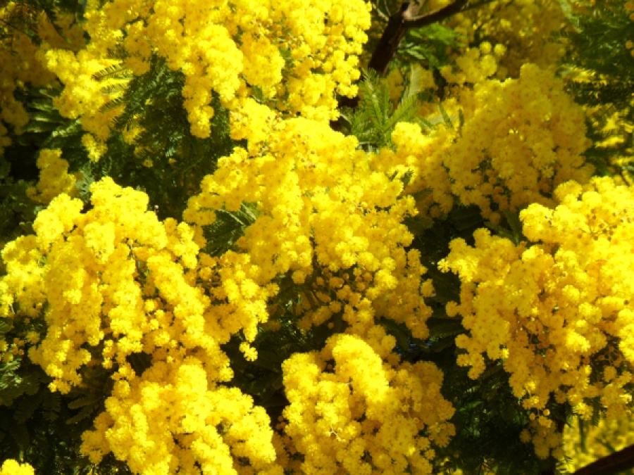 Em Mandelieu, a festa da Mimosa